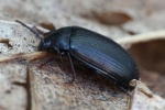 Mattschwarzer Pflanzenk�fer (Prionychus ater)