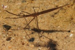 Stabwanze (Ranatra linearis)