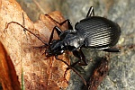 Schwarzer Enghalskäfer (Limodromus assimilis)