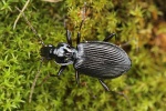 Schwarzer Enghalskfer (Limodromus assimilis)