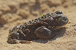 Kreuzkrte (Bufo calamita)