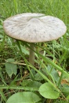 Gro�er Scheidling (Volvariella gloiocephala) - essbar