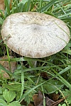 Gro�er Scheidling (Volvariella gloiocephala) - essbar