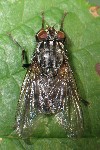 Graue Fleischfliege (Sarcophaga carnaria)