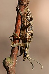 Eichenzangenbock (Rhagium sycophanta)