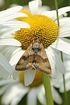 Karden-Sonneneule (Heliothis viriplaca)