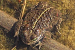 Kreuzkrte (Bufo calamita)