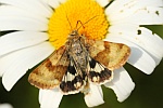 Karden-Sonneneule (Heliothis viriplaca)
