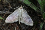 Blasser Nesselz�nsler (Pleuroptya ruralis)