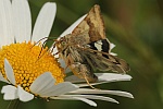 Karden-Sonneneule (Heliothis viriplaca)