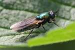 Goldgrne Waffenfliege (Chloromyia formosa)