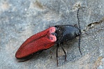 Blutroter Schnellkfer (Ampedus sanguineus)
