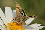 Karden-Sonneneule (Heliothis viriplaca)
