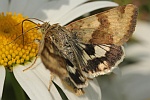 Karden-Sonneneule (Heliothis viriplaca)