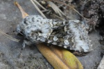 Hasenlatticheule (Hecatera bicolorata)