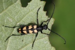 Vierbindiger Schmalbock