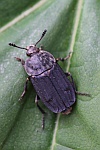 Gerippter Totenfreund (Thanatophilus sinuatus)