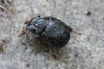 Geh�rnter Mistk�fer (Odonteus armiger) - M�nnchen
