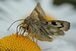 Karden-Sonneneule (Heliothis viriplaca)