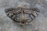 Schwammspinner (Lymantria dispar) - M�nnchen