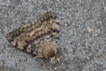 Schwammspinner (Lymantria dispar) - M�nnchen
