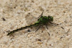 Grne Flussjungfer (Ophiogomphus cecilia)