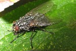 Graue Fleischfliege (Sarcophaga carnaria)