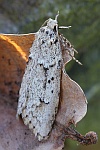 Buchenmotte (Diurnea fagella)