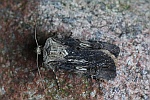 Schmalflgelige Erdeule (Agrotis puta)