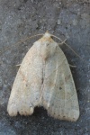 Trapezeule (Cosmia trapezina)