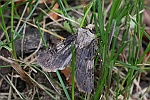 Schmalflügelige Erdeule (Agrotis puta) Schmalflügelige Erdeule (Agrotis puta)