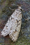 Buchenmotte (Diurnea fagella)