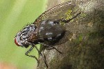 Graue Fleischfliege (Sarcophaga carnaria)