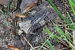 Schmalflgelige Erdeule (Agrotis puta)