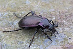 Hainlaufkfer (Carabus nemoralis)