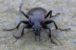 Hainlaufkfer (Carabus nemoralis)