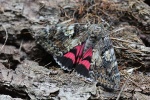 Gro�es Eichenkamin (Catocala sponsa)