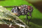 Graue Fleischfliege (Sarcophaga carnaria)