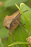 Hausmutter (Noctua pronuba)