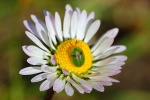 Grner Schildkfer (Cassida viridis)