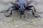 Hainlaufkfer (Carabus nemoralis)