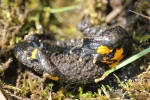 Gelbbauchunke (Bombina variegata)