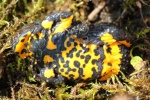 Gelbbauchunke (Bombina variegata)