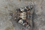 Gro�es Eichenkamin (Catocala sponsa)