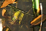 Teichfrosch (Rana esculenta)