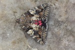 Gro�es Eichenkamin (Catocala sponsa)