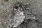 Eichenprozessionsspinner (Thaumetopoea processionea)