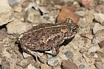 Kreuzkrte (Bufo calamita)