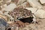 Kreuzkrte (Bufo calamita)