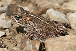 Kreuzkrte (Bufo calamita)